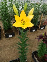 [5654 VZ H07 5059-12 No01.JPG]